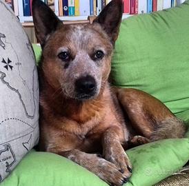 Austalian Cattle Dog SOLO PER MONTE