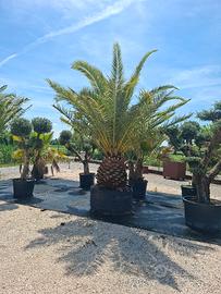 Olivi e Palme