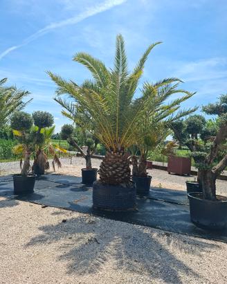 Olivi e Palme