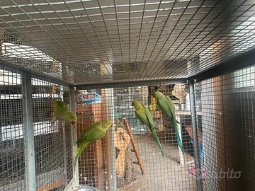 Parrocchetti dal collare