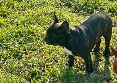 Cuccioli di bulldog francese pedigree enci