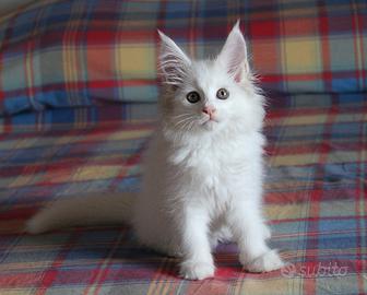 Maine Coon Femmina