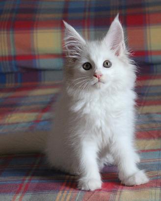 Maine Coon Femmina