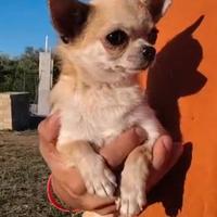 Cucciolona chihuahua