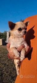 Cucciolona chihuahua