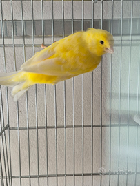 Canarini gialli