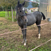 Puledro maschio anglo arabo 11 mesi