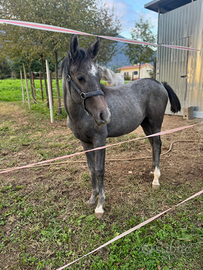 Puledro maschio anglo arabo 11 mesi