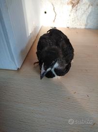 Pulcini gallina marans