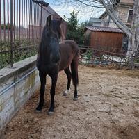 Puledro frisone per andaluso