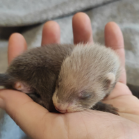 Ultimi Cuccioli di Furetto