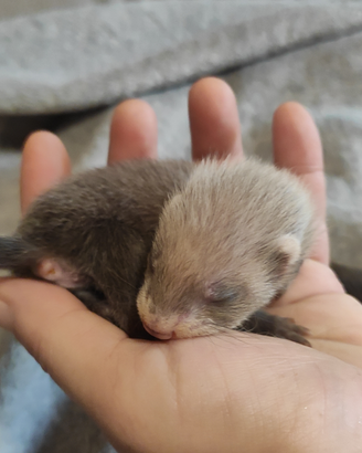 Ultimi Cuccioli di Furetto