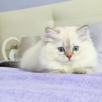 Cucciolo Scottish British Occhi azzurri