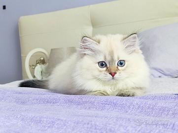 Cucciolo Scottish British Occhi azzurri