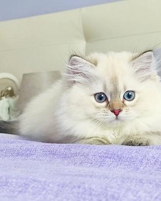 Cucciolo Scottish British Occhi azzurri