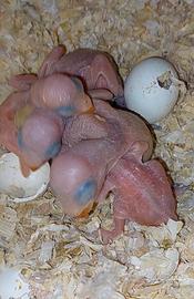 Parrocchetto dal collare viola cleartail