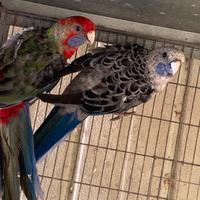 Pappagallo Rosella di pennant