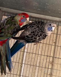 Pappagallo Rosella di pennant