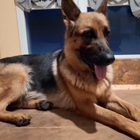 Femmina pastore tedesco