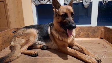 Femmina pastore tedesco