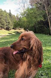 Cocker Spaniel