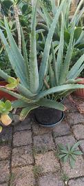 PIANTA ALOE VERA