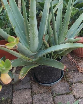 PIANTA ALOE VERA