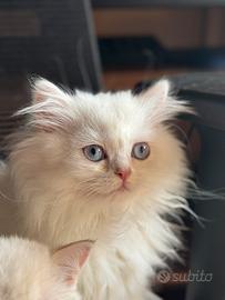 Gattino British