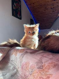 Norvegesi delle foreste