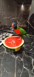 Pappagallo Lory arcobaleno