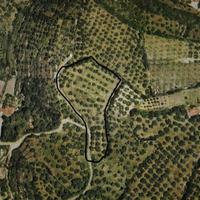 Olivetto localita Serra sicca Sennori (SS)