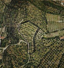 Olivetto localita Serra sicca Sennori (SS)