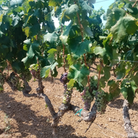 Terreno con vigneto