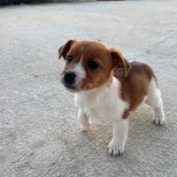Cuccioli di JACK RUSSEL