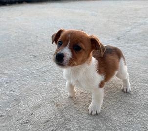 Cuccioli di JACK RUSSEL