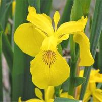 "Iris palustre a fiore giallo"