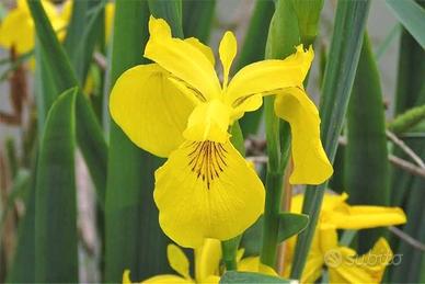 "Iris palustre a fiore giallo"