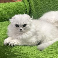 Gatti Scottish highland