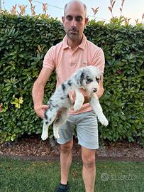 Cucciola di Border Collie Blue Merle