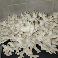 corallo bianco 