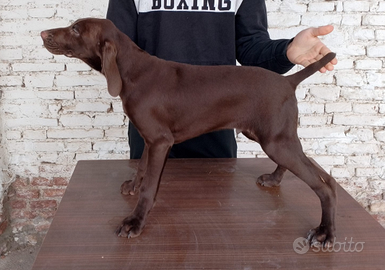 Cagnolini da caccia Kurzhaar di tre mesi