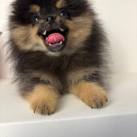 Volpino pomerania Toy BLACK & TAN 2 mesi