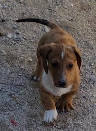 Bassotto maschio piebald