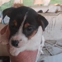 Stupendi cuccioli di Jack Russell gamba corta femm