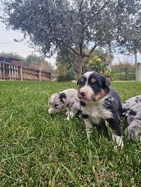 Cuccioli border collie