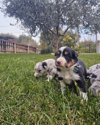 Cuccioli border collie
