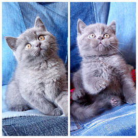 Cuccioli Scottish fold e Scottish straight