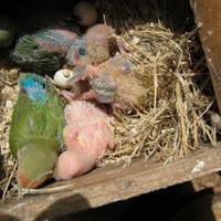 Giovani pappagallini