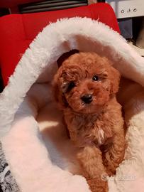 Barboncino toy e nano