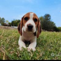 Beagle cuccioli tricolore